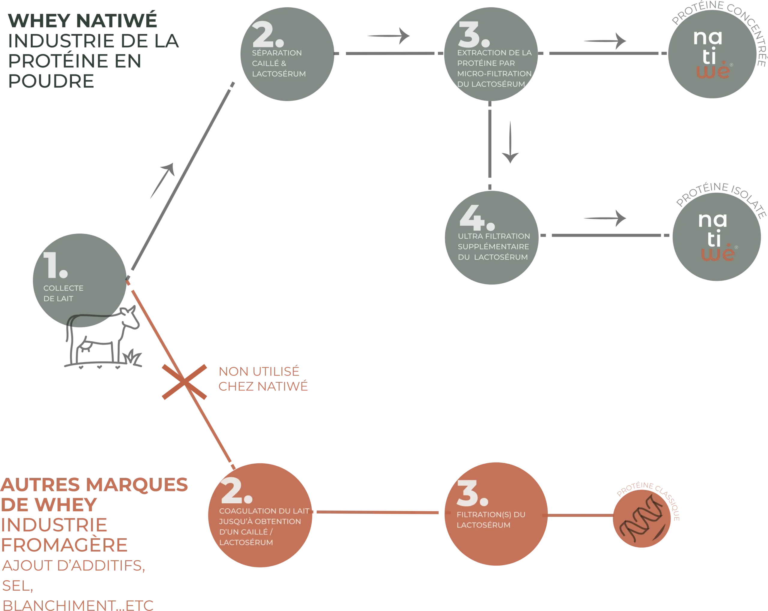 Infographic of the manufacture of whey protein at Natiwé